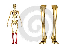Fibula and tibia, Ankle and foot photo