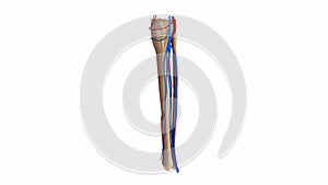 Fibula and tibia with blood vessels