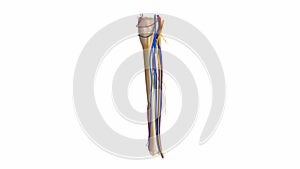 Fibula and tibia with blood vessels and nerves