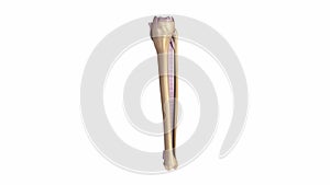 Fibula and tibia with ligaments