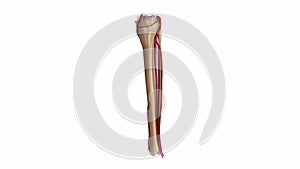 Fibula and tibia with ligaments and arteries