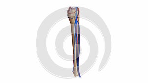 Fibula and tibia with ligaments and blood vessels
