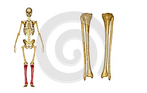 Fibula and tibia