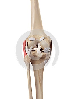 The fibular collateral ligament