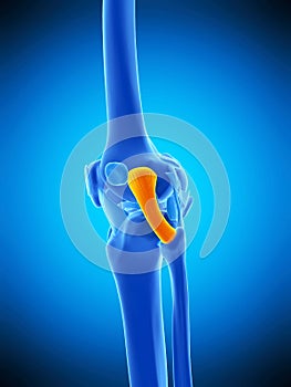 The fibular collateral ligament