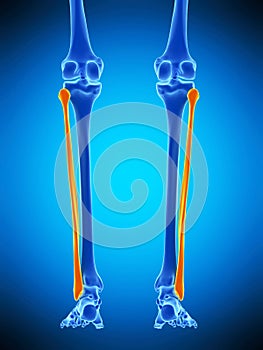 The fibular