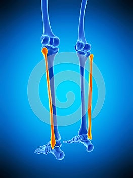 The fibular