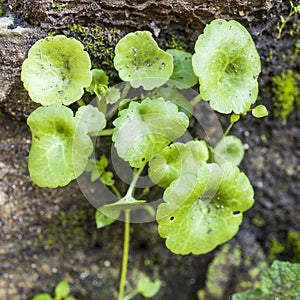 Ficaria verna Huds in winter time