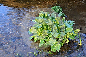 Ficaria verna or lesser celandine in a creek