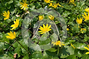 Ficaria verna, lesser celandine, pilewort or ranunculus ficaria