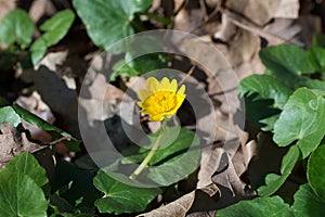 Ficaria verna, lesser celandine yellow flowers closeup selective focus