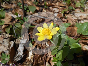 Ficaria verna, Ranunculus ficaria, closeup