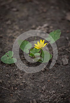 Ficaria verna, Ranunculus ficaria commonly known as lesser celandine or pilewort. Sprout of yellow flower on cracked