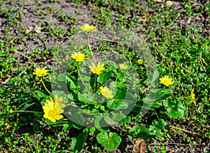 Ficaria verna (Ranunculus ficaria, .Ranunculaceae), commonly known as lesser celandine or pilewort