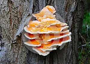 Ficaria verna (Ranunculus ficaria, .Ranunculaceae), parasitic yellow edible mushroom on a tree trunk