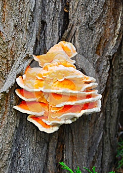 Ficaria verna (Ranunculus ficaria, .Ranunculaceae), parasitic yellow edible mushroom on a tree trunk