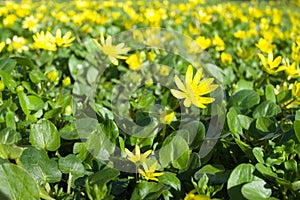 Ficaria Verna Yellow Flowers