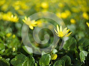 Ficaria Verna Yellow Flowers