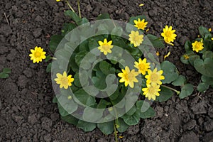 Ficaria verna with yellow flowers from above