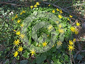 Ficaria verna

Lesser celandine plant in wood