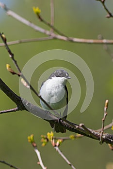 Ficedula hypoleuca