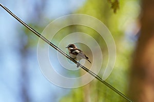 Ficedula hypoleuca