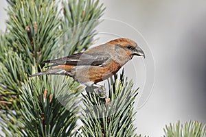 Loxia curvirostra, Common Crossbill