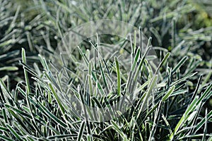 Ficinia Ice Crystal grass