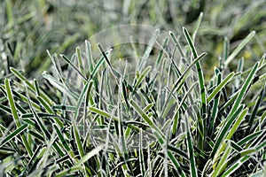 Ficinia Ice Crystal grass