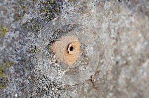 Home of potter wasp on concrete photo