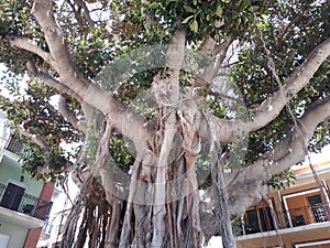 Ficus