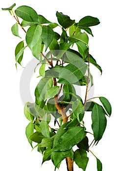 Ficus