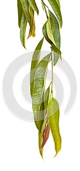 Ficus alii branches isolated