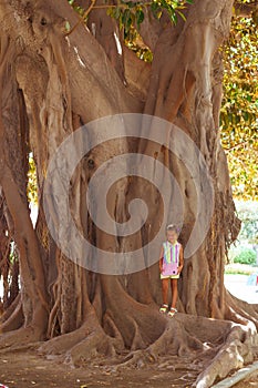 Ficus alley Alicante