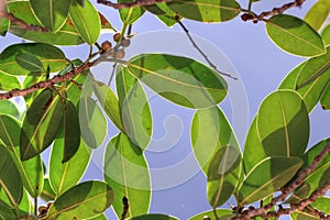 Ficus altissima on blue sky