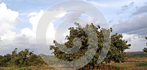 Ficus altissima Blume || Ficus benghalensis| blue sky and cloud