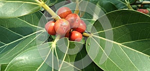 Ficus altissima Blume || Ficus benghalensis , meat and fruits
