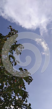 Ficus altissima Blume tree fruits blue sky and cloud