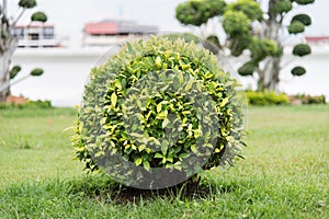 Ficus altissima tree