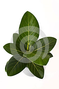 Ficus Altissima Variegated benghalensis Beautiful Leaf on white background isolated, green plant leaves