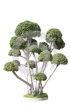 Ficus annulata blume with a beautiful shape in the sunshine on white background.