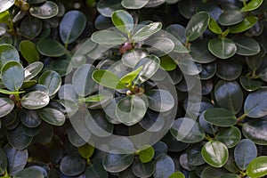 Ficus annulata blume with seed in the garden.