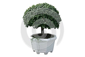 Ficus annulata Blume tree in concrete plant pot