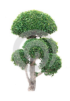 Ficus annulata Blume tree in concrete plant pot isolated on white background with clipping path Weeping fig, Ficus benjamina,