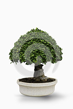 Ficus annulata tree or Topiary trees in the pot on white background