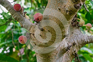 Ficus aspera with fruits photo