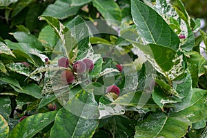 Ficus aspera with fruits photo