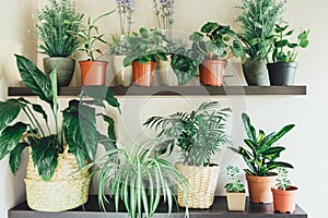 Ficus, bamboo palm tree, lily plant in a basket, in pots on shelf. Stylish wooden shelves with green houseplants. photo