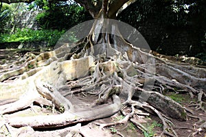 Ficus & x28;banyan& x29; with aerial roots in the botanical garden on the island of San Miguel