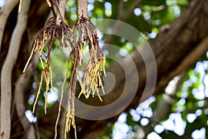 Ficus benghalensis